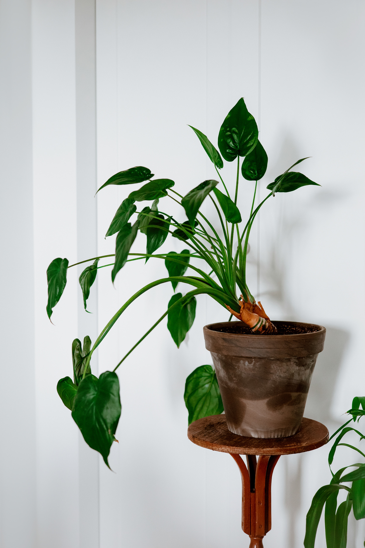 Green Plant on Brown Clay Pot